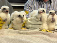 falcon chicks
