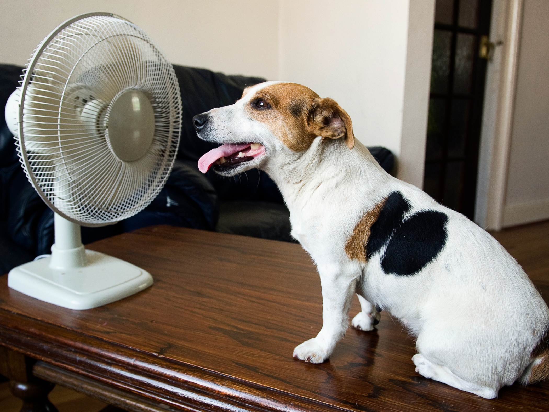 Dog in front of fan