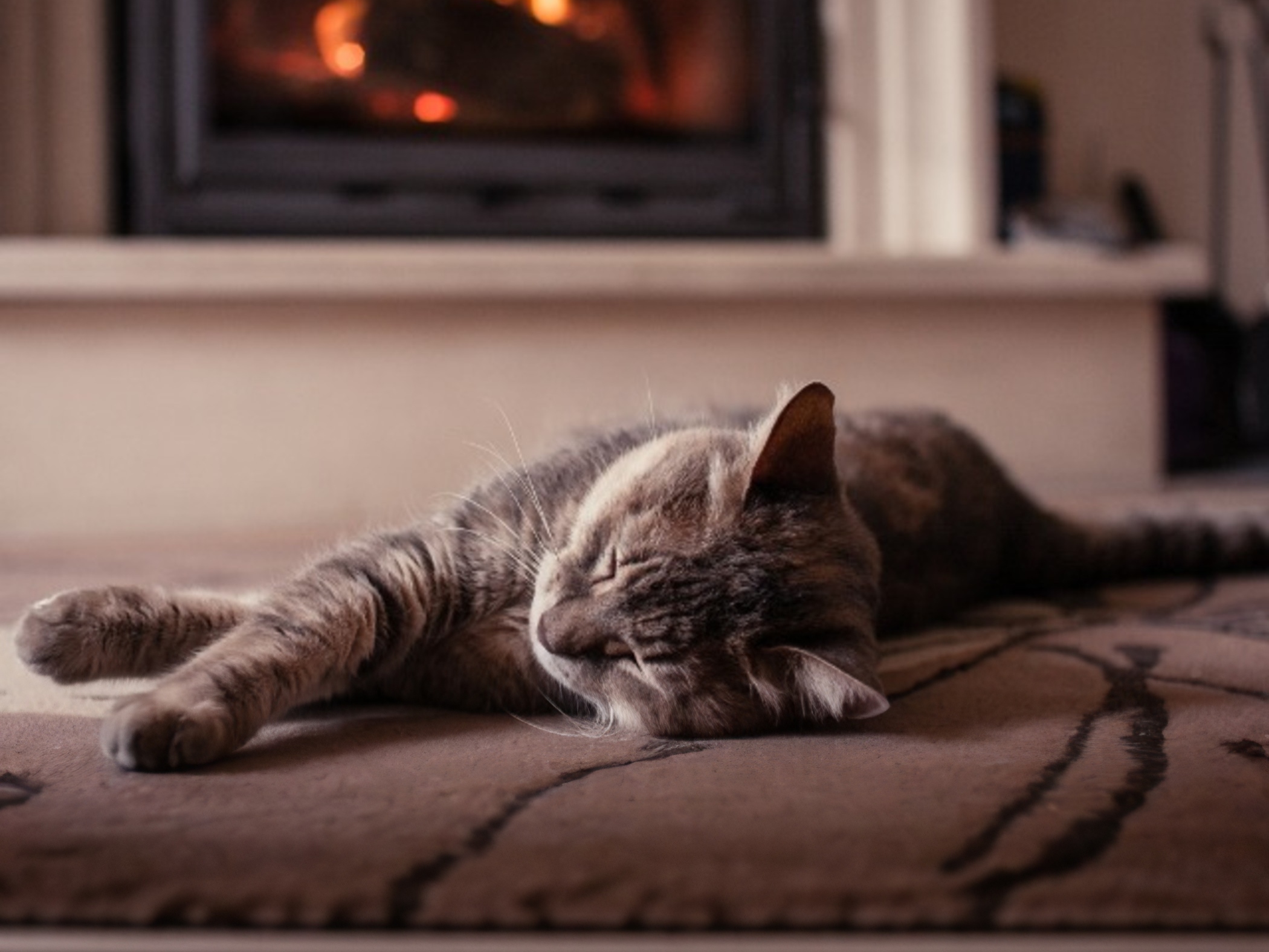 Cat sleeping