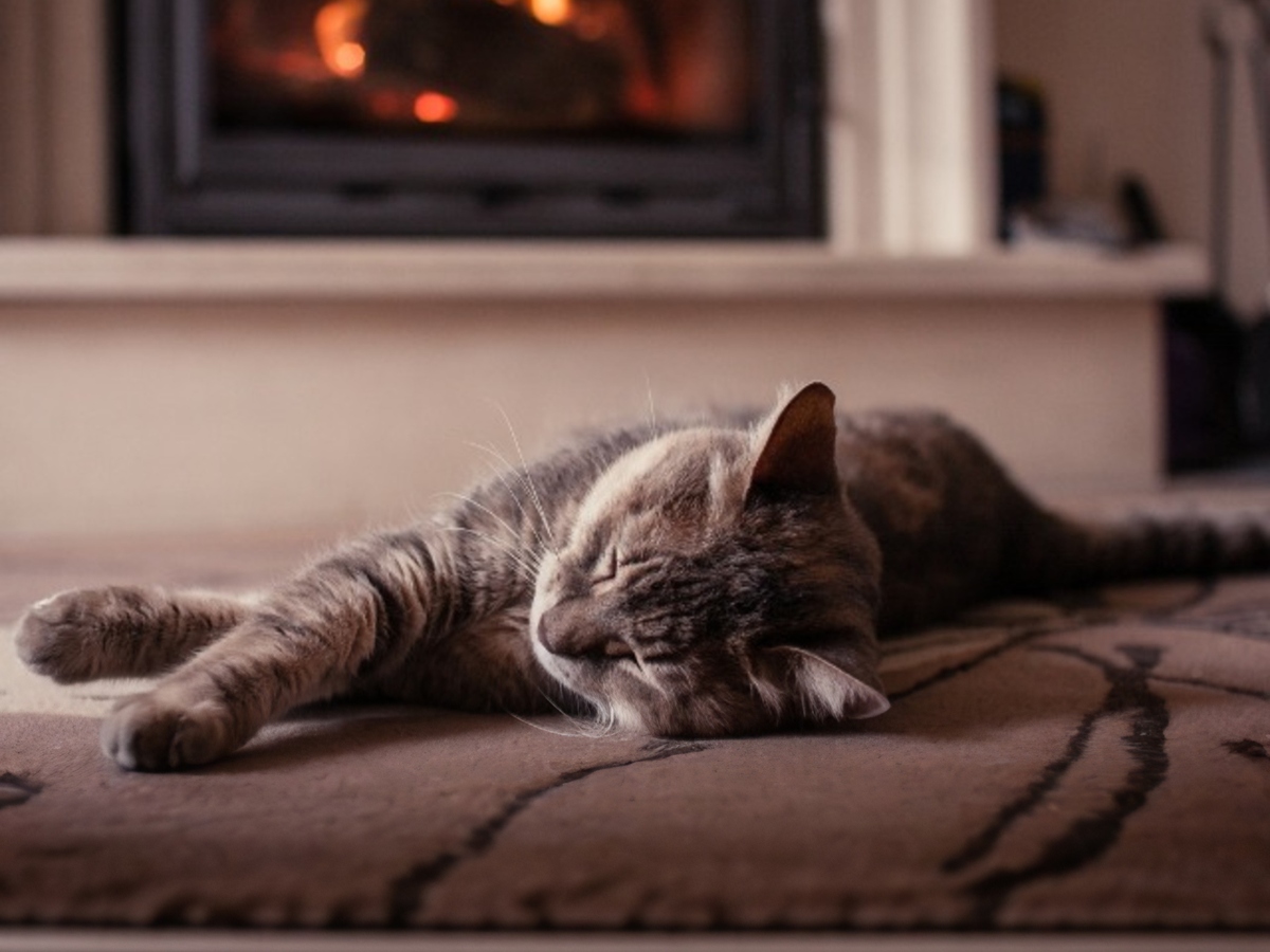 Cat sleeping